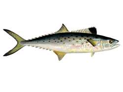 spanish mackerel